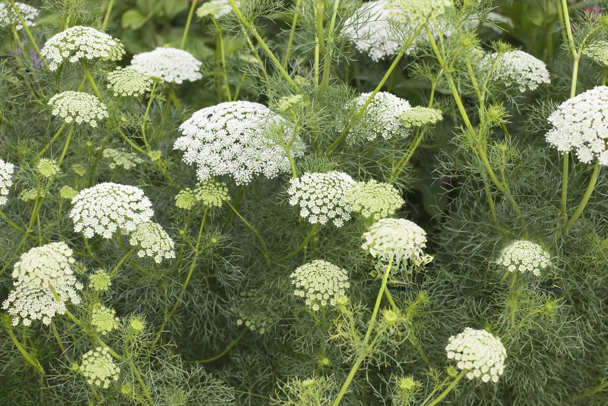 🍁Dr. Tim Goyetche ND🍁 tweet media