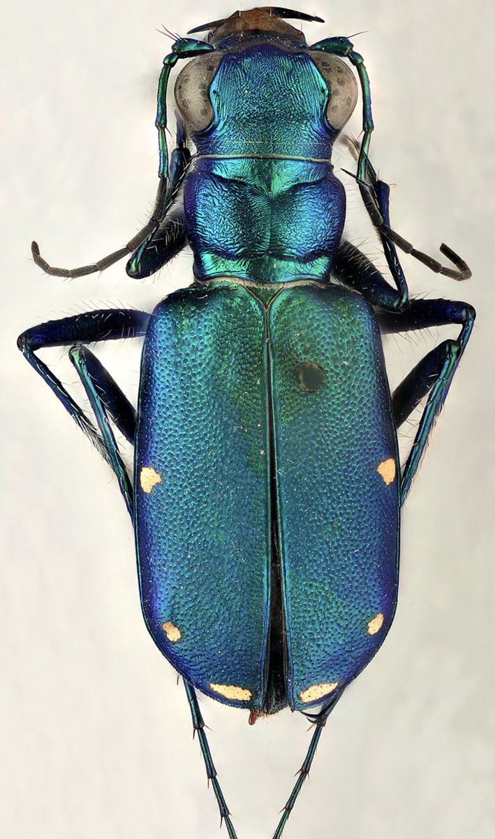giga_macro's tweet photo. From beetles to moths, gigapixel images let us crop thousands of training samples. Consistent lighting and focus ensure that models learn features like antennae shape and spot patterns—not noise. Which insect would you like AI to identify next?

#AI #Entomology #Dataset https://t.co/IiVJmedPhl