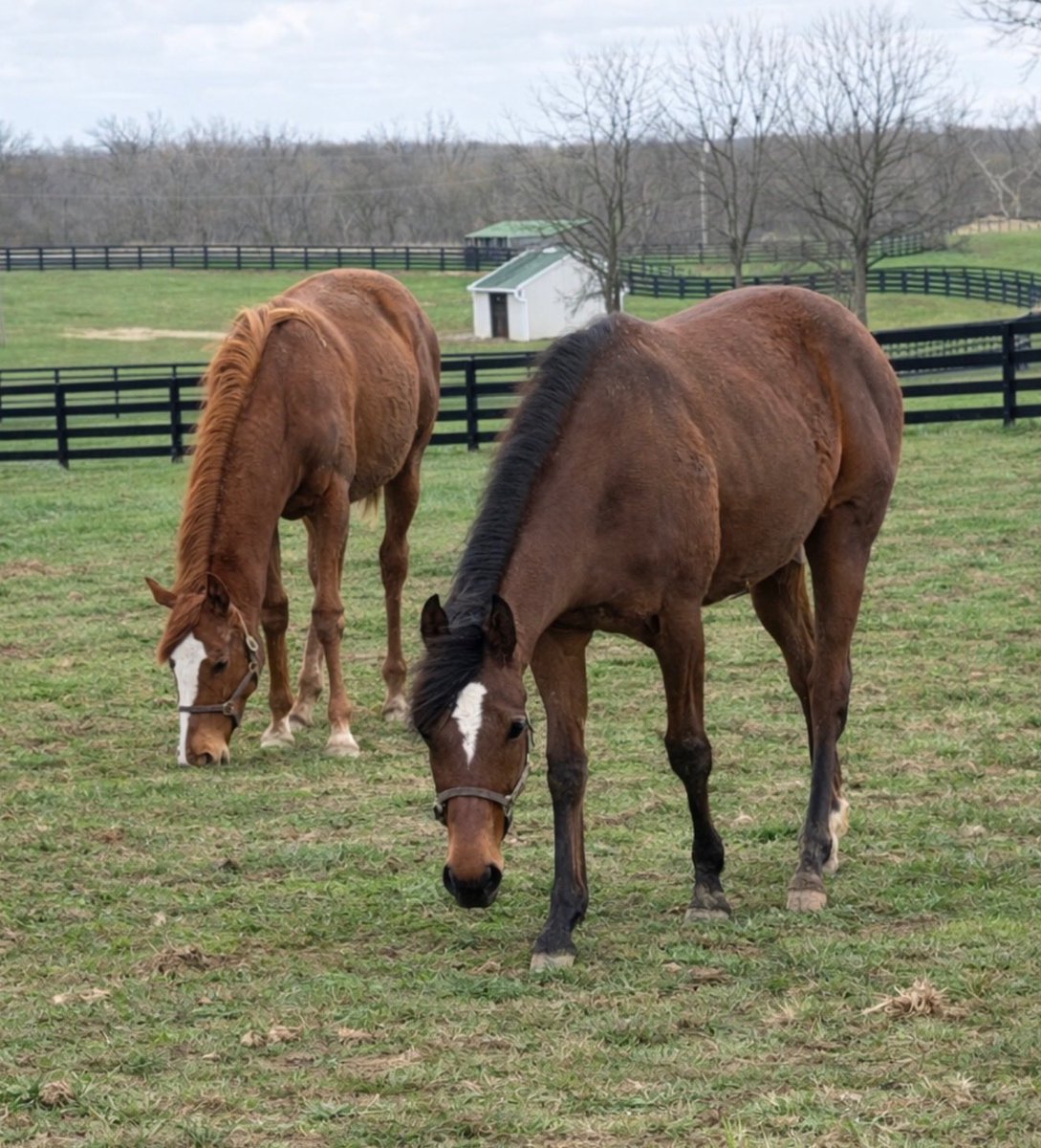 Surfside Stables tweet media