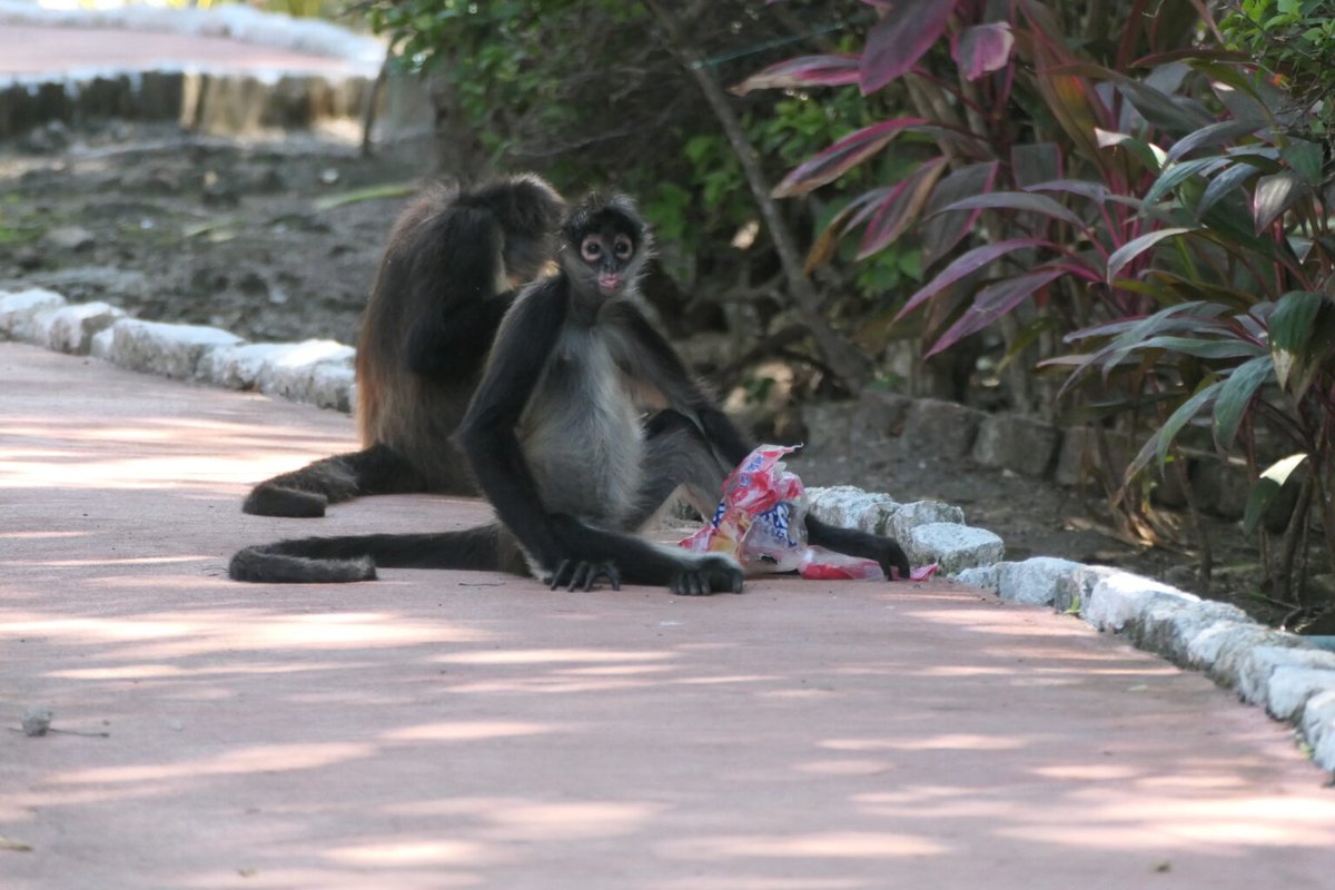 Aristegui Noticias tweet media
