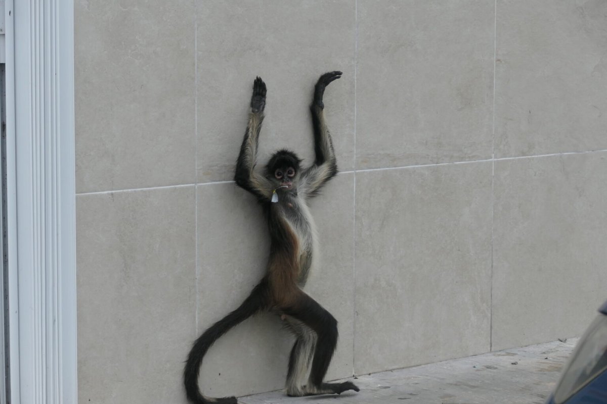 Aristegui Noticias tweet media