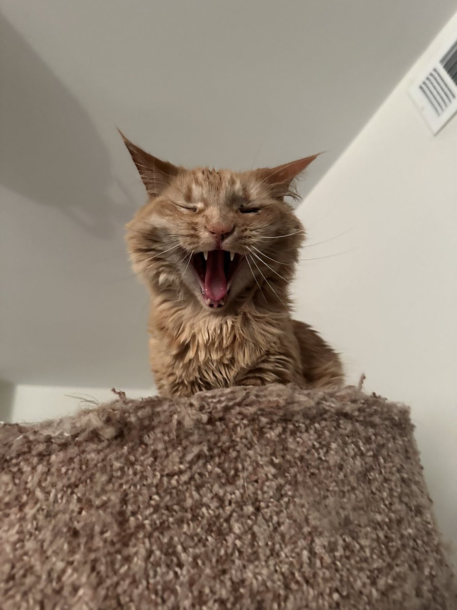 Smöl Patrick (& Gilly 🙄) tweet media