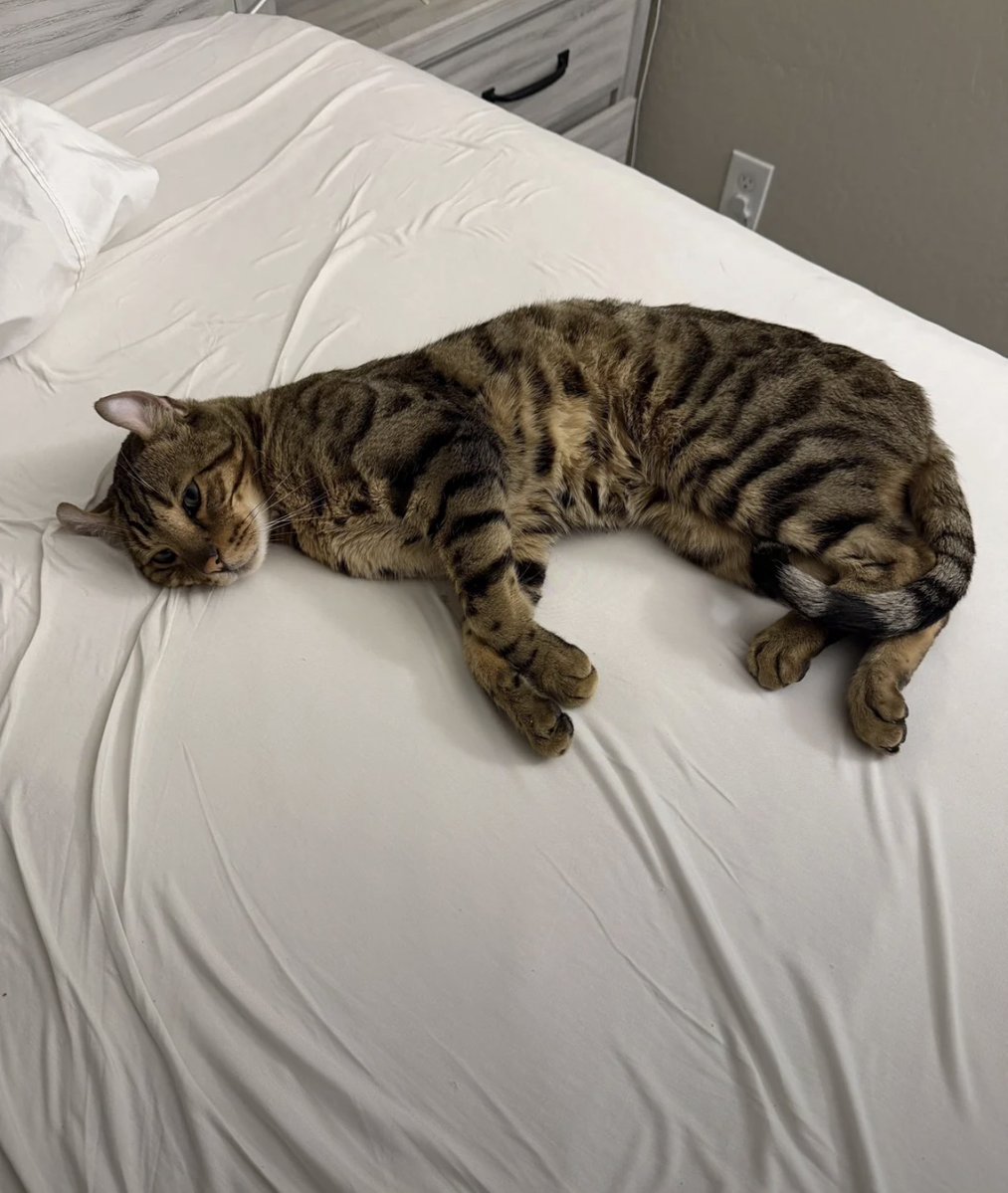 contents that ll heal your depression 🌻 (@catshealdeprsn) on Twitter photo 