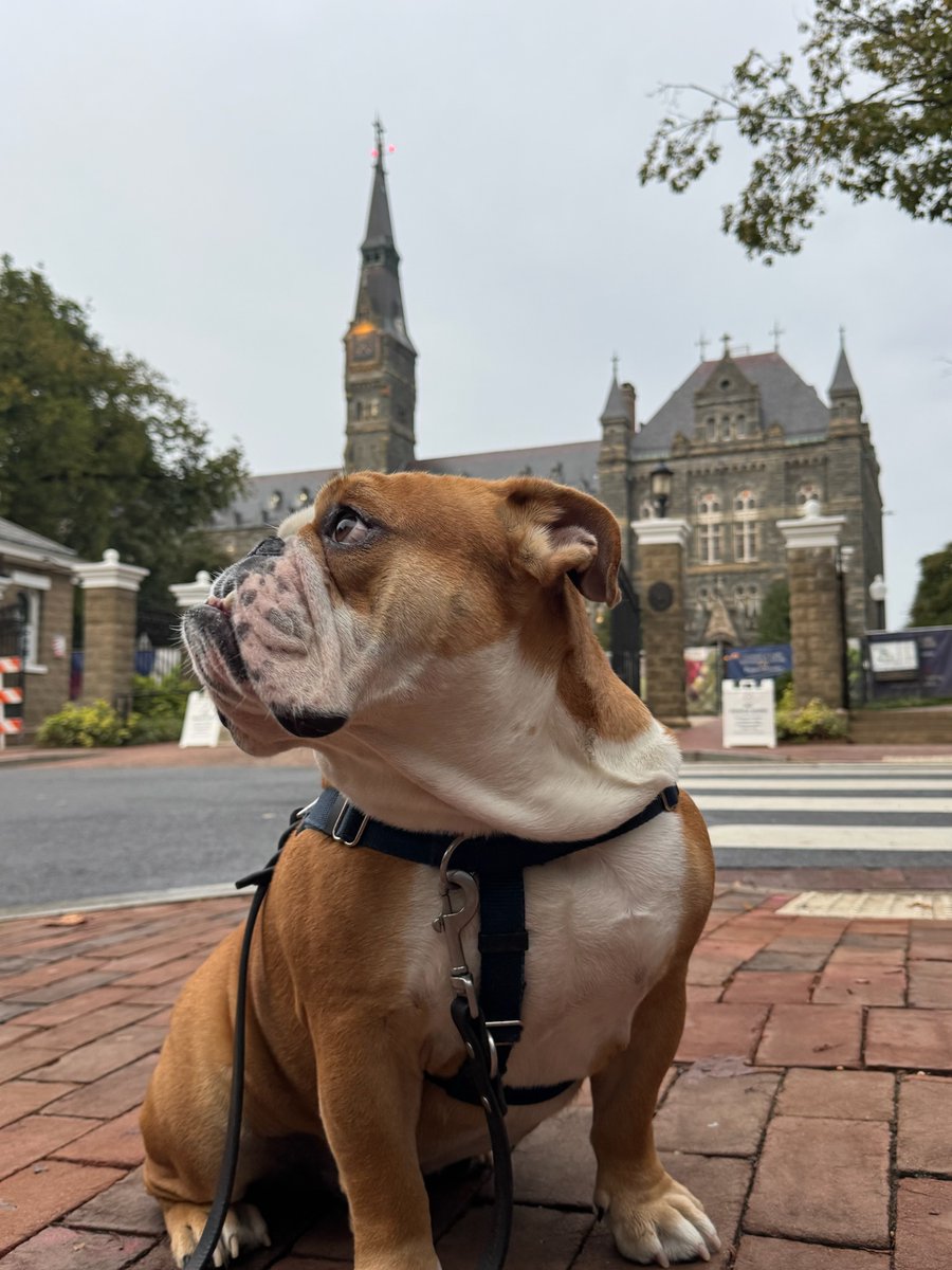 Jack the Bulldog tweet media