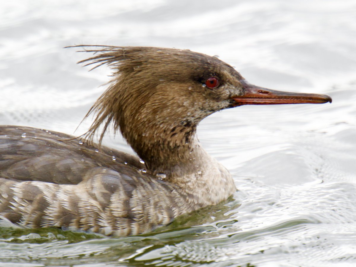 Tim Ridgeway tweet media