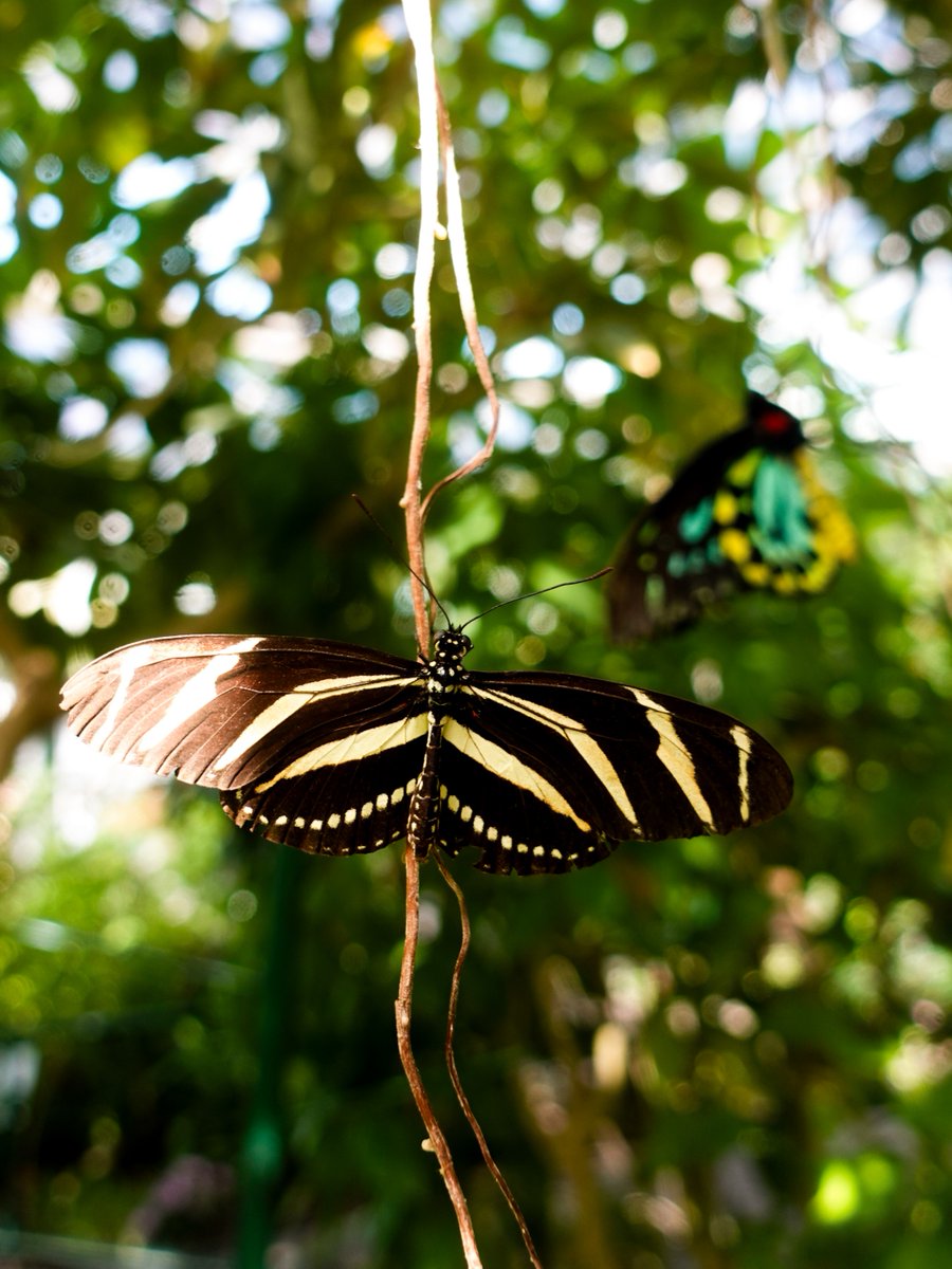 Six Flags Discovery Kingdom tweet media