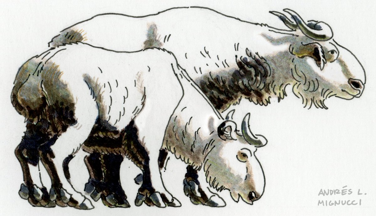 Andrés L. Mignucci tweet media