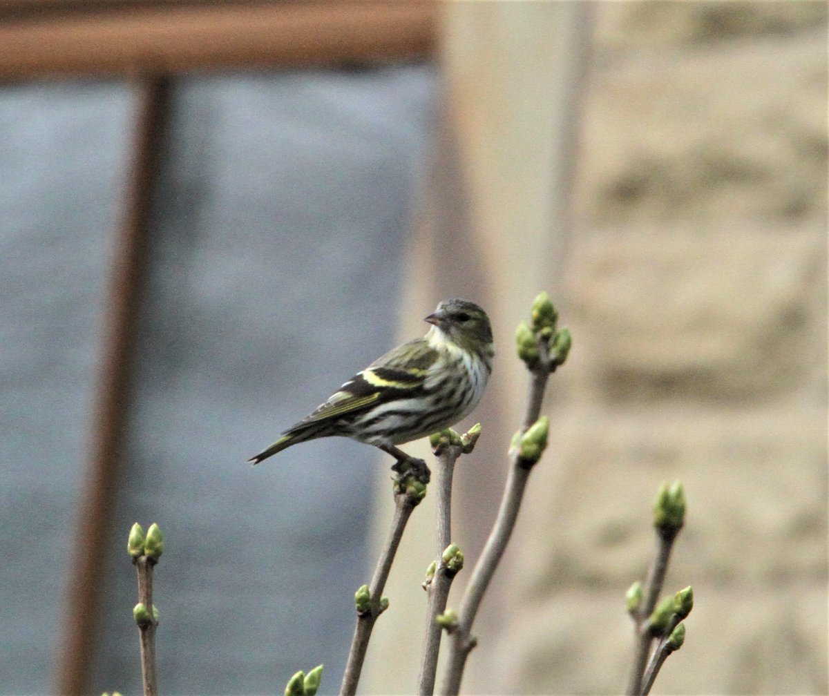 Allen Stuart Holmes tweet media