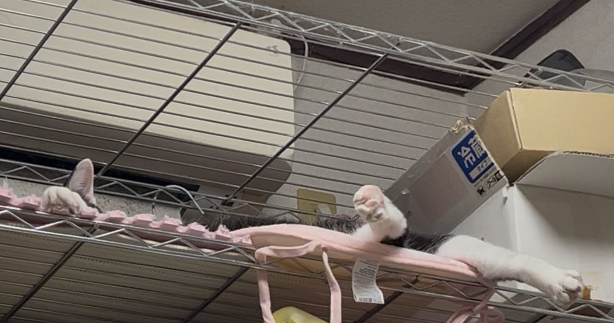 エアコン前のななとスペースで伸び切っておる。なんちう形しとんねん。かわいい。