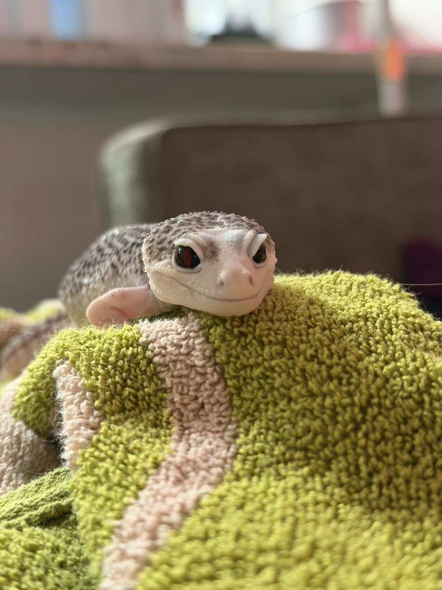 chrchie 🦎⭐️ lizard girl tweet media