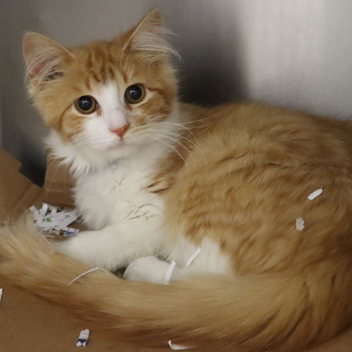 Houston SPCA tweet media