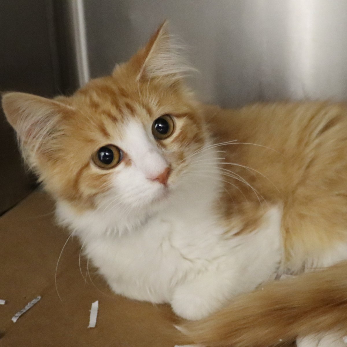 Houston SPCA tweet media