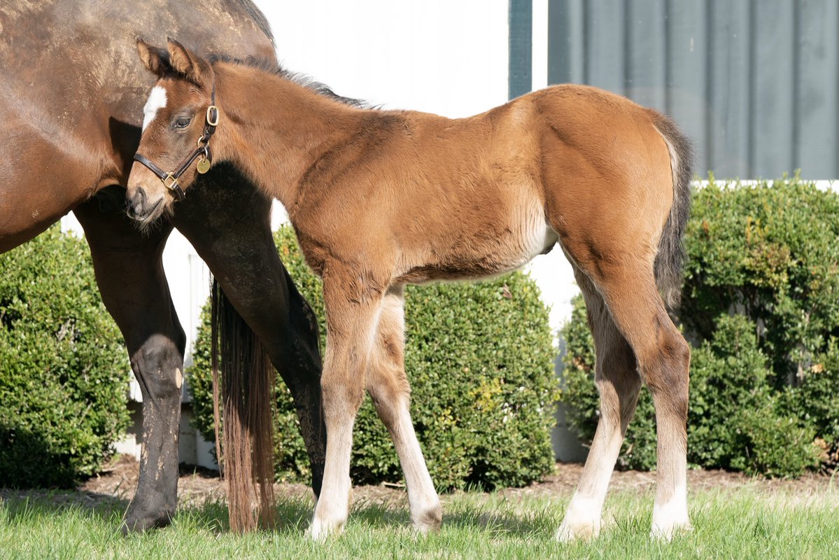 Three Chimneys Farm tweet media
