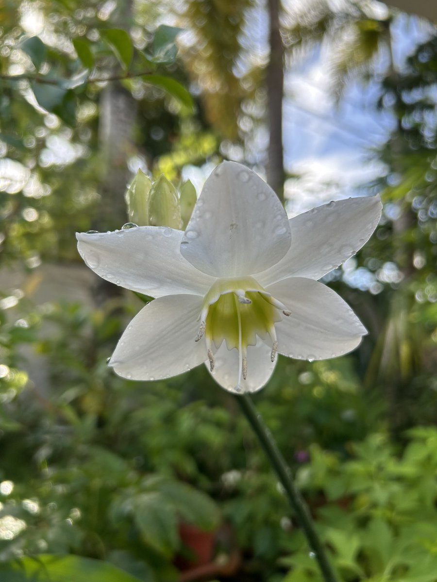 José E. Devárez tweet media