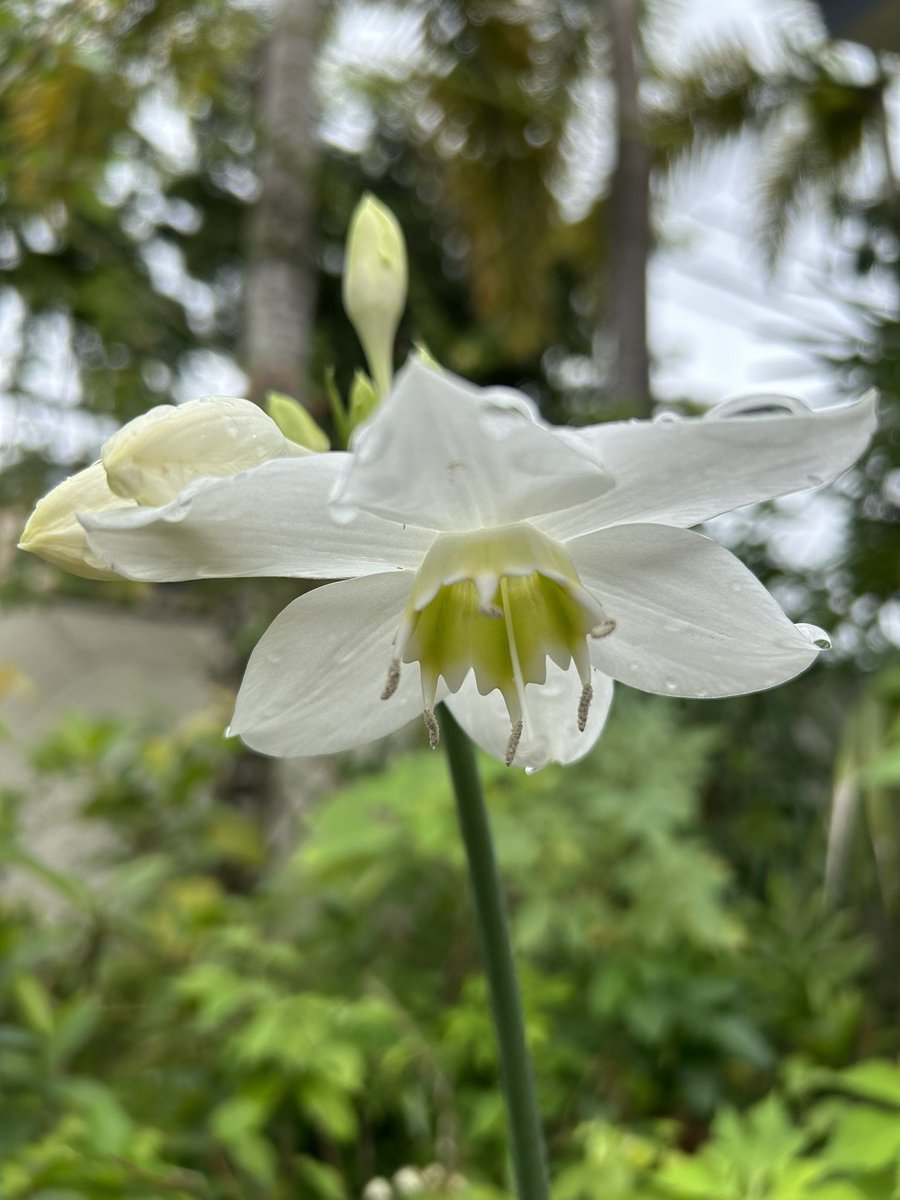 José E. Devárez tweet media