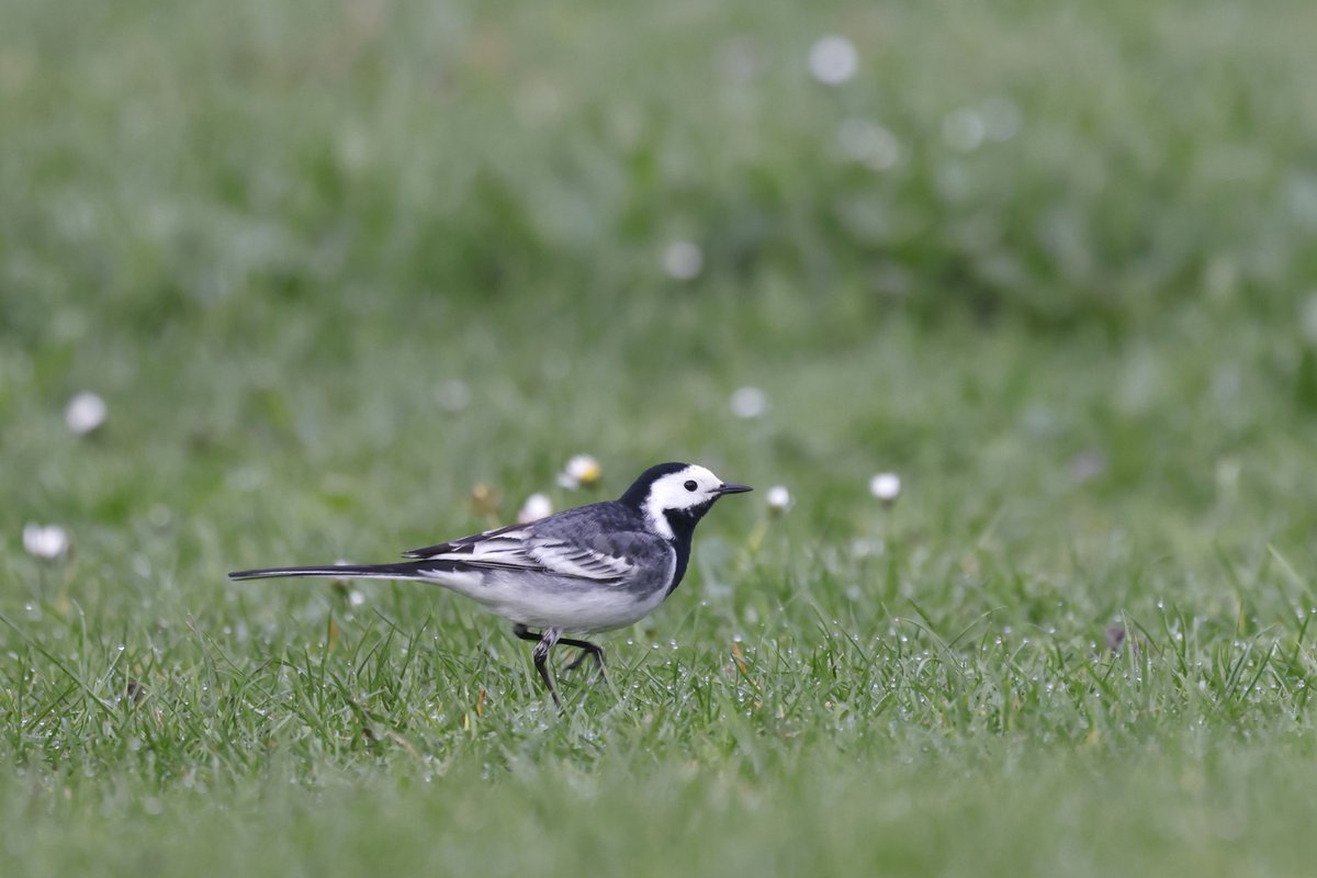 DanielBranch94's tweet photo. Nice to bump into a little flavour of the UK whilst out and about birding in Paris today! Enjoying the Parisian lawns alongside two White Wagtails! https://t.co/Eo9JnwQQQ1