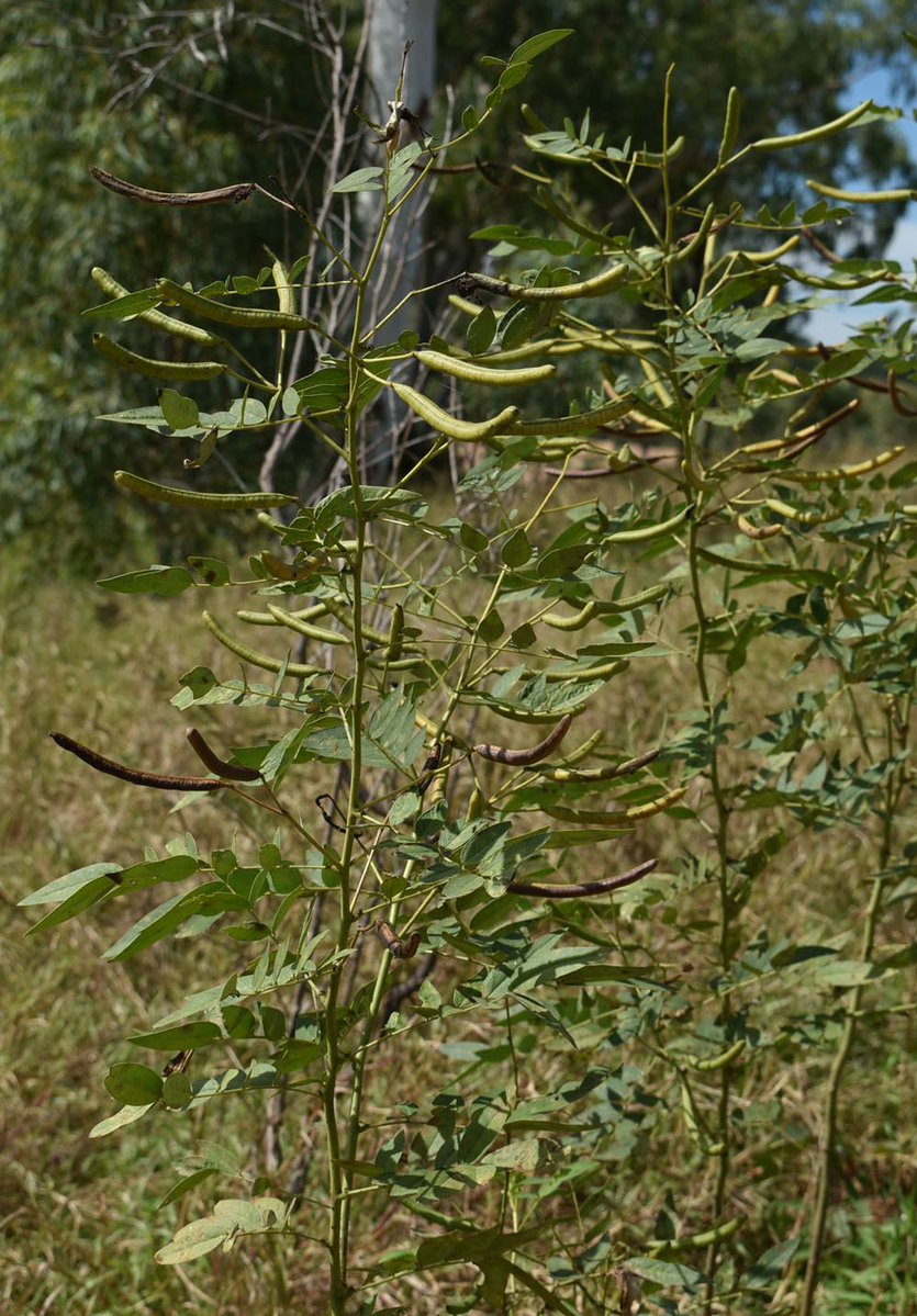 FutureBeef tweet media