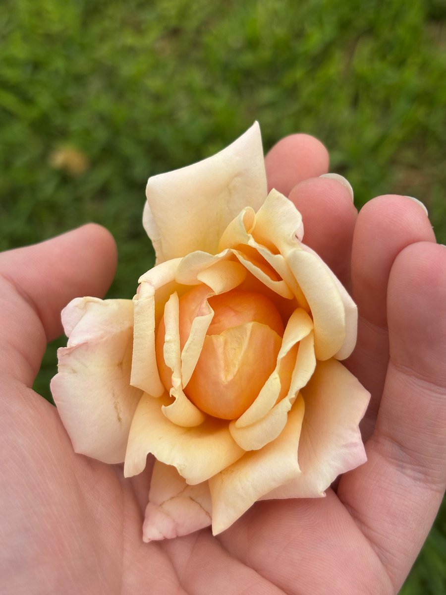 MickeyZee0's tweet photo. A little reminder that restored my faith in humanity today. It takes nothing to be kind and sometimes the outcomes will surprise you.
My favourite flower in my favourite colour of flower given today as thanks ❤️
To the person who gave it to me, thank you so much 😊 https://t.co/O940Ay4Civ