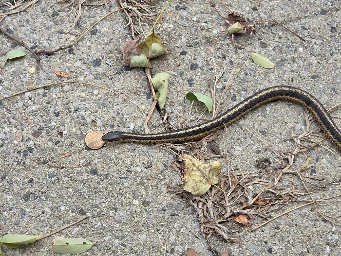 Agatha Chocolats tweet media