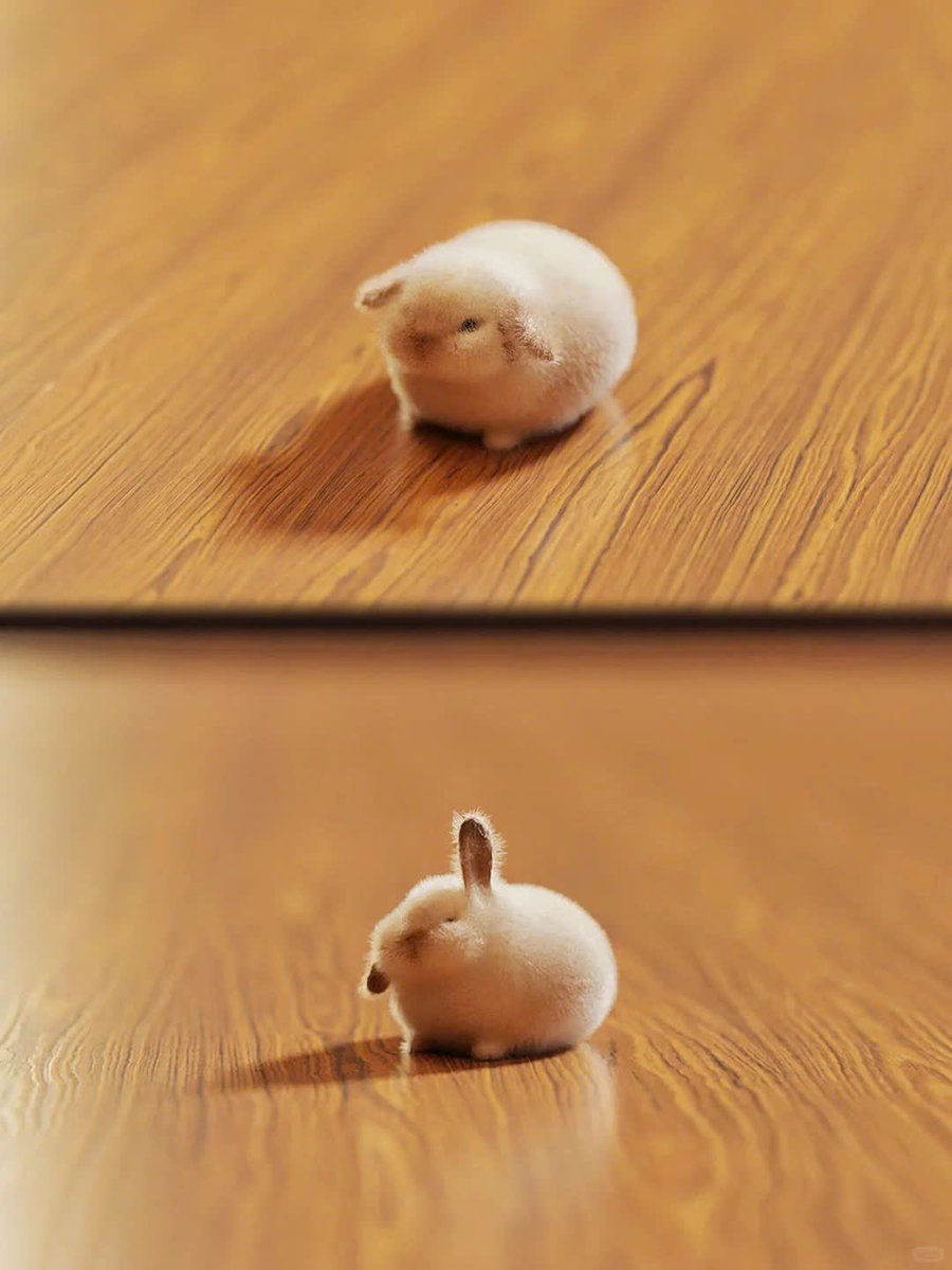 Why you should have a rabbit tweet media