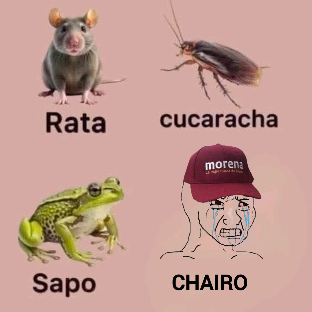 ¿Que animal te produce más Asco🤮?