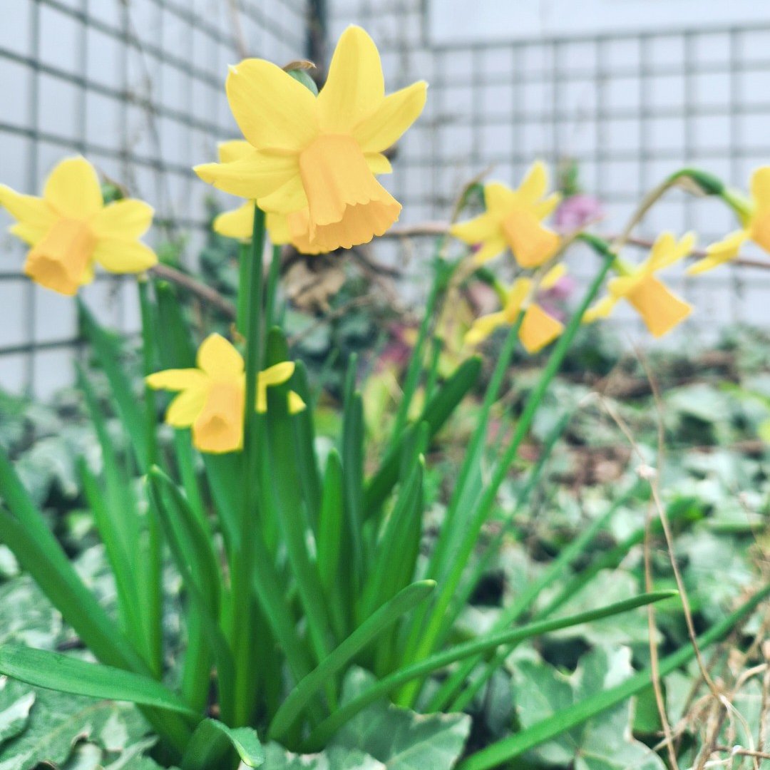 株式会社クラスアクト【公式】未経験エンジニア積極採用中 tweet media