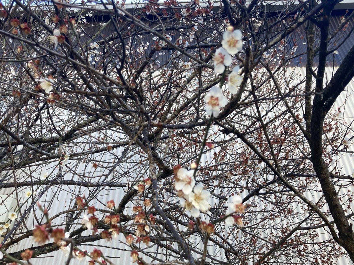 SDG伊賀株式会社 tweet media