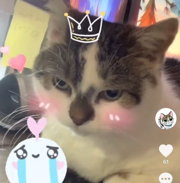 teacatapp's tweet photo. Real world value. That's always been the plan.   

Day 1: Dex updated 
Contest announced 
We'll test it out and see how fee share works for contests  

If that works then maybe we become one of the first meme/ai hybrid tokens to fund building through fun and contests.   🤔 https://t.co/TJZbFDPocn