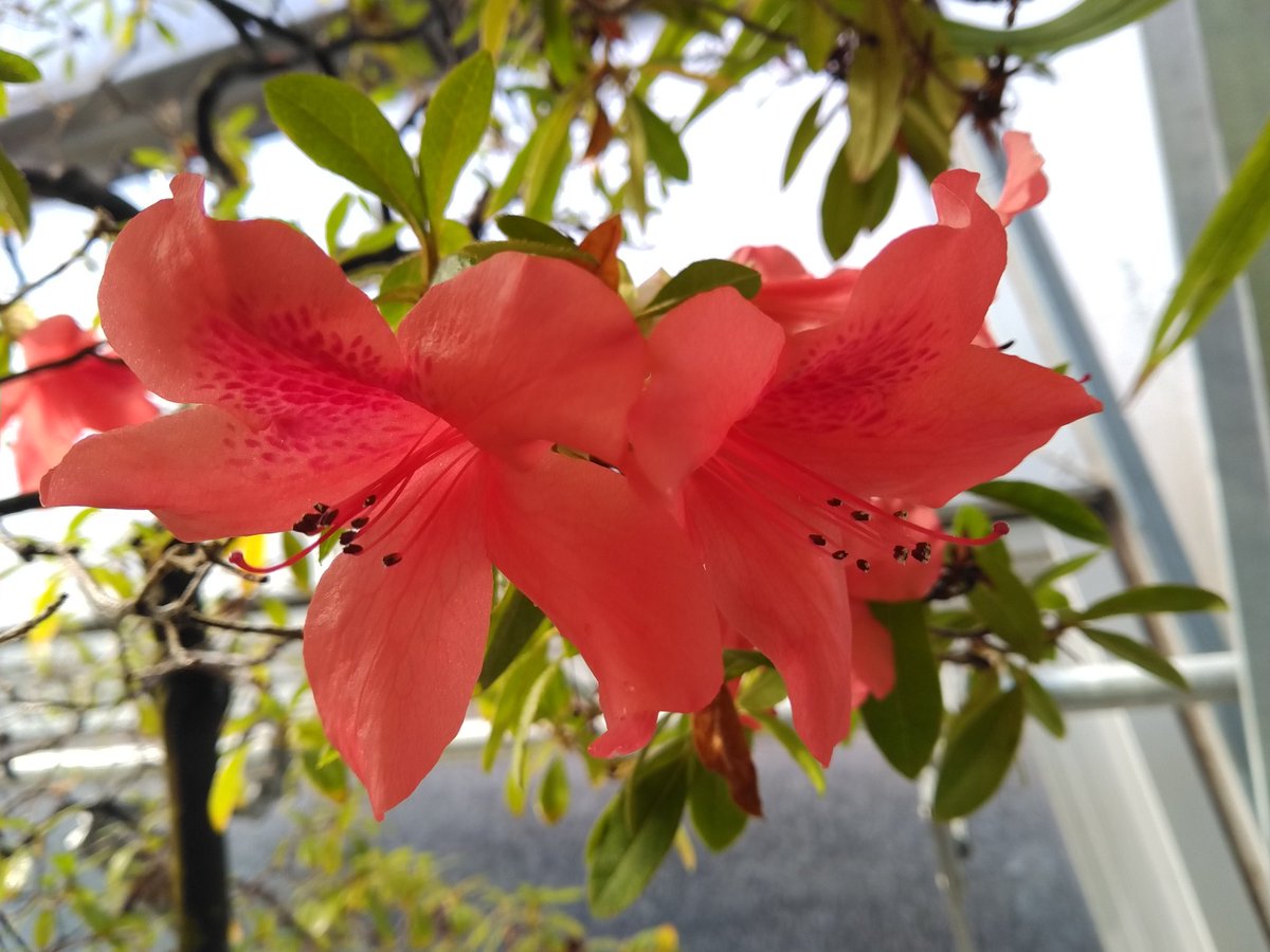センカクツツジ Rhododendron eriocarpum (Hayata) Nakai var. tawadae