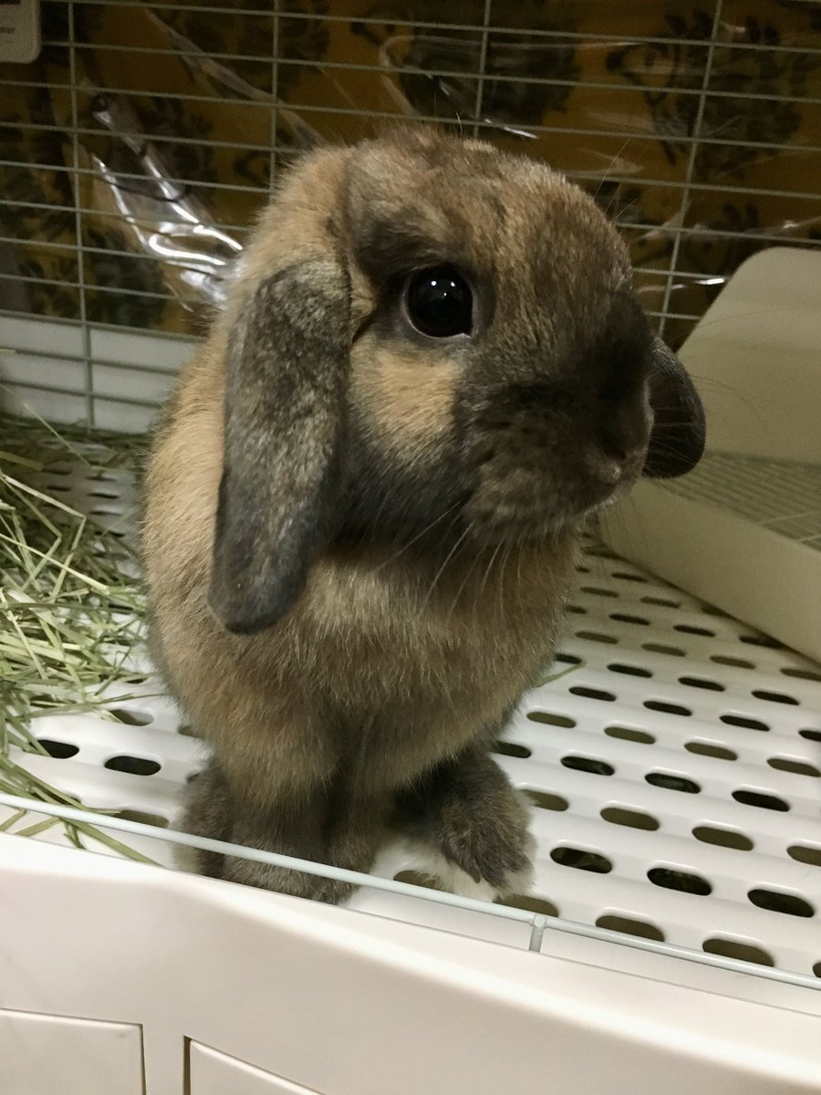 ずっと憧れていた<a href="/chakochako_emi/">chako*chako</a> 
さんのテディラビットを念願叶ってやっとお迎えすることができました😊催事には遠くて行けないので、今回のオンラインでの販売にアラームをセットして臨みました！
愛するちゃまちゃんのように可愛らしいトートカラーのテディ🐰一生大切にします💕