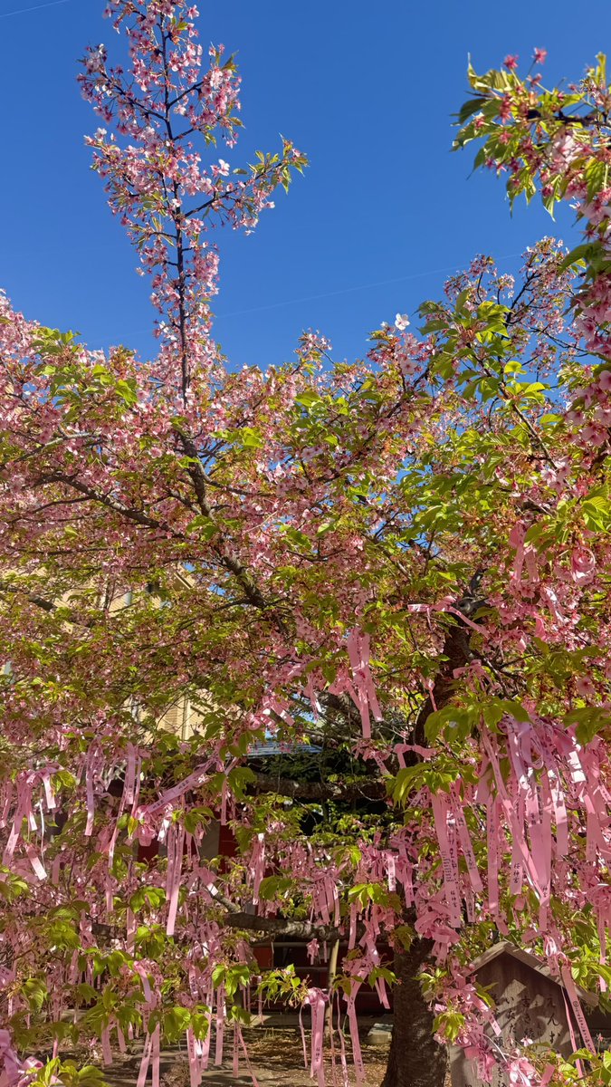ry_jump_09's tweet photo. 3/11(水)：☀️
桜神宮の御守り・御朱印列8:10～15辺りに行って先頭でした✨

桜はもう葉桜寄りだったけど、やっぱり御守りと撮ると可愛かった～🫶🏻

 #桜神宮  #御朱印 https://t.co/AIOMr45lqc
