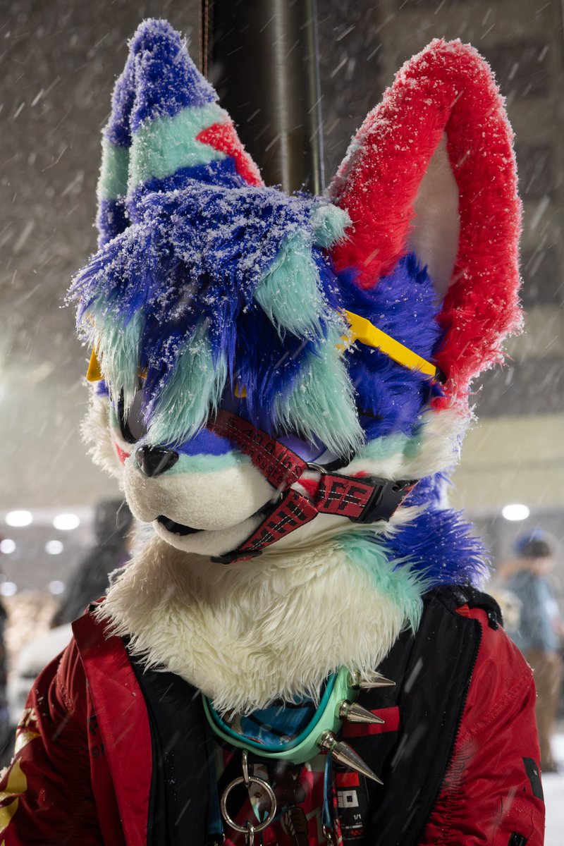 Flow the Wolf - F2 tweet media