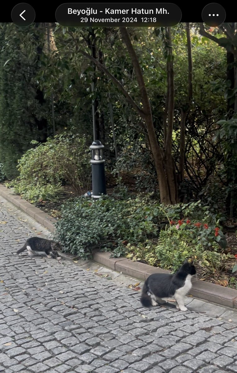 sinemulsy's tweet photo. @ekomino @haksakal34 öyleyse çok güzel haber bu 🫶🏻 valla biz konsolosluk kedilerimizi çok seviyorduk, her zaman da yem verirdik.. bahçede çekilmiş çok fotoğrafım var böyle, duvarlardan girmeye çalışmalarına da gerek yoktu normal kapıdan girip çıkıyorlardı 😅 https://t.co/2sAtGPwu9F