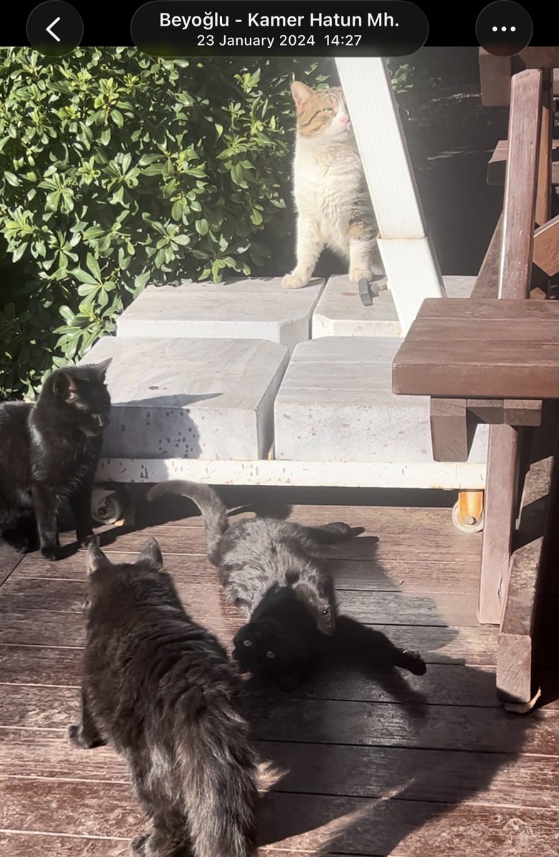 sinemulsy's tweet photo. @ekomino @haksakal34 öyleyse çok güzel haber bu 🫶🏻 valla biz konsolosluk kedilerimizi çok seviyorduk, her zaman da yem verirdik.. bahçede çekilmiş çok fotoğrafım var böyle, duvarlardan girmeye çalışmalarına da gerek yoktu normal kapıdan girip çıkıyorlardı 😅 https://t.co/2sAtGPwu9F