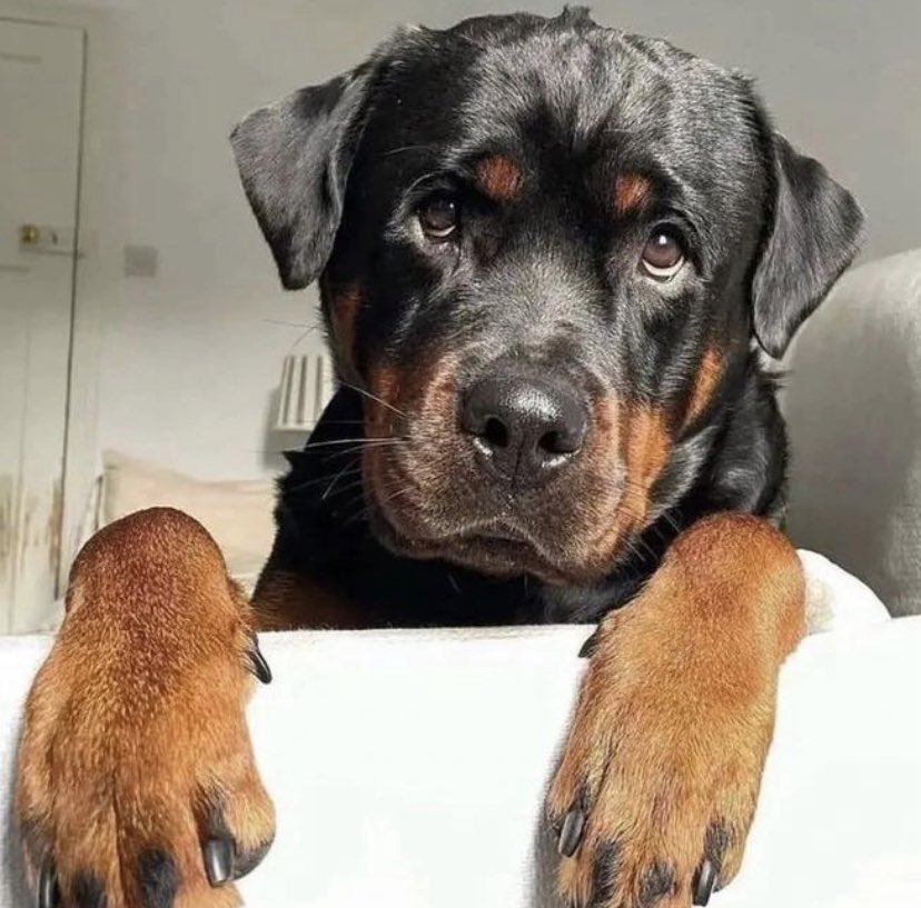 mickael 🇫🇷⚡️🙋‍♂️🏃‍♀️🏃🏽‍♂️🐕🐈🐾🇫🇷 tweet media