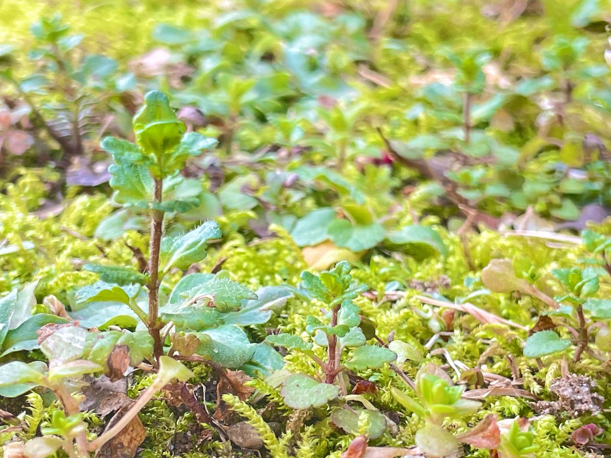 上田 康介｜Communication Design｜🖋🎥🎬 tweet media