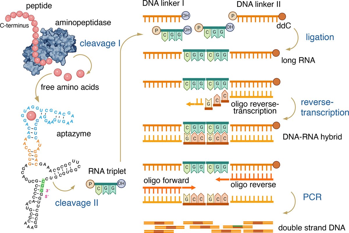 PNASNews tweet media