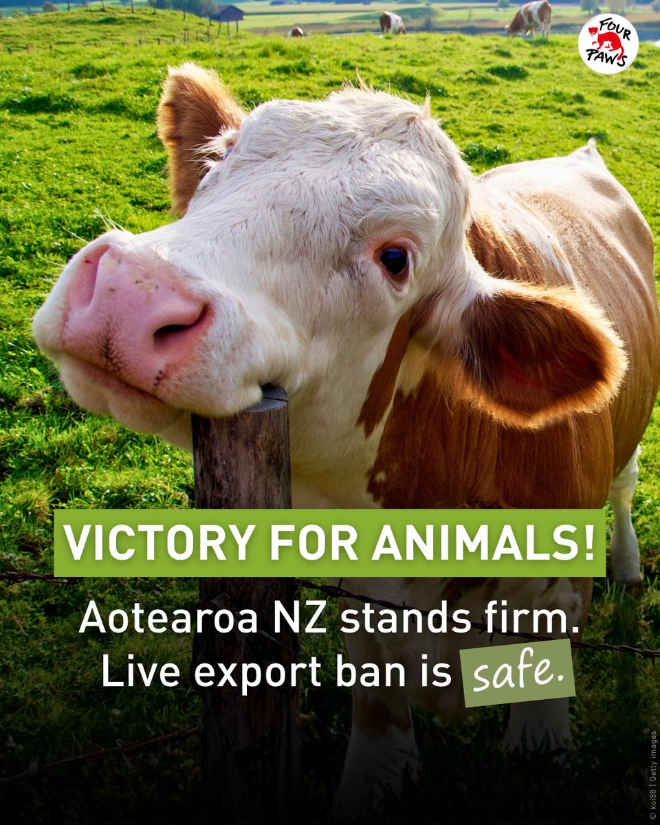 FOUR PAWS Australia tweet media