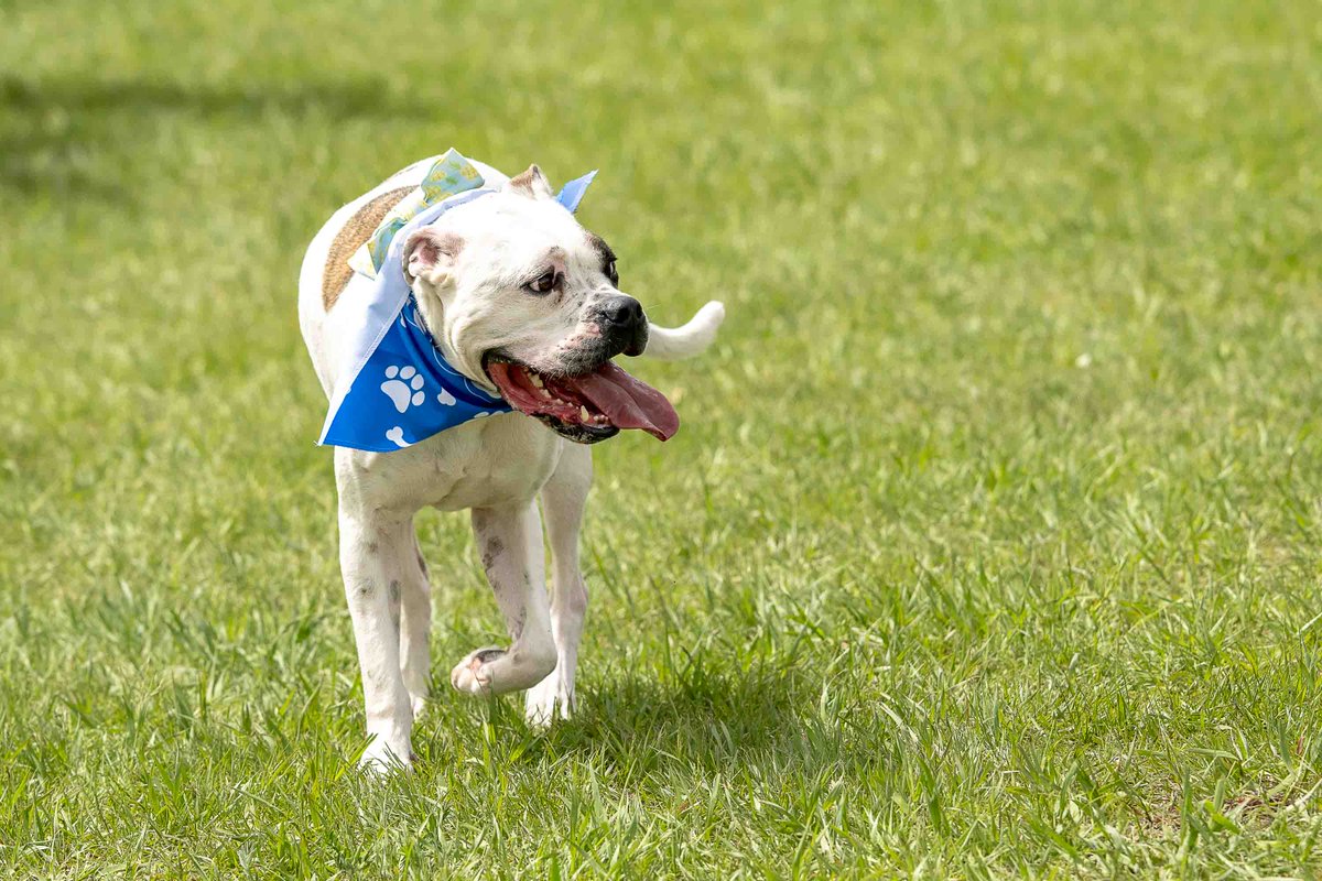 Calgary Humane Society tweet media