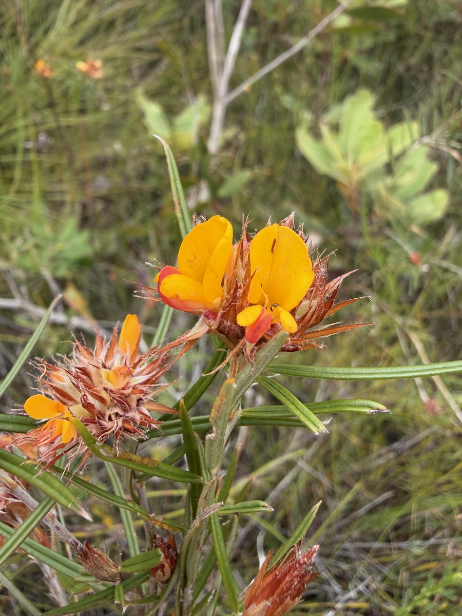EcosureAU's tweet image. Last week our team spent time in the Wide Bay–Burnett region, where sandy soils and coastal conditions support a diverse range of native flora.
Photo credit: Denise Manfrin Benedicto 📸

#Ecosure #ImprovingEcosystems #NativeFlora