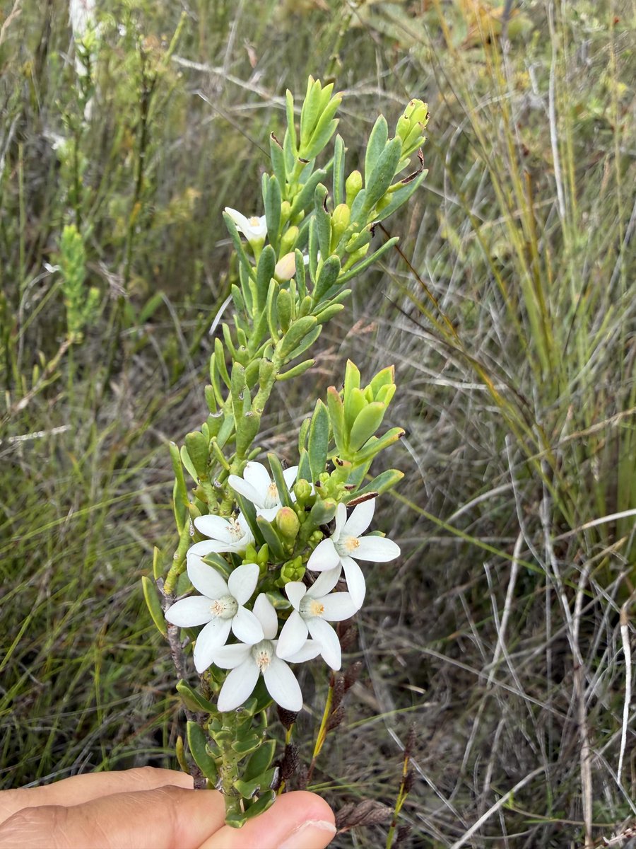 EcosureAU's tweet image. Last week our team spent time in the Wide Bay–Burnett region, where sandy soils and coastal conditions support a diverse range of native flora.
Photo credit: Denise Manfrin Benedicto 📸

#Ecosure #ImprovingEcosystems #NativeFlora