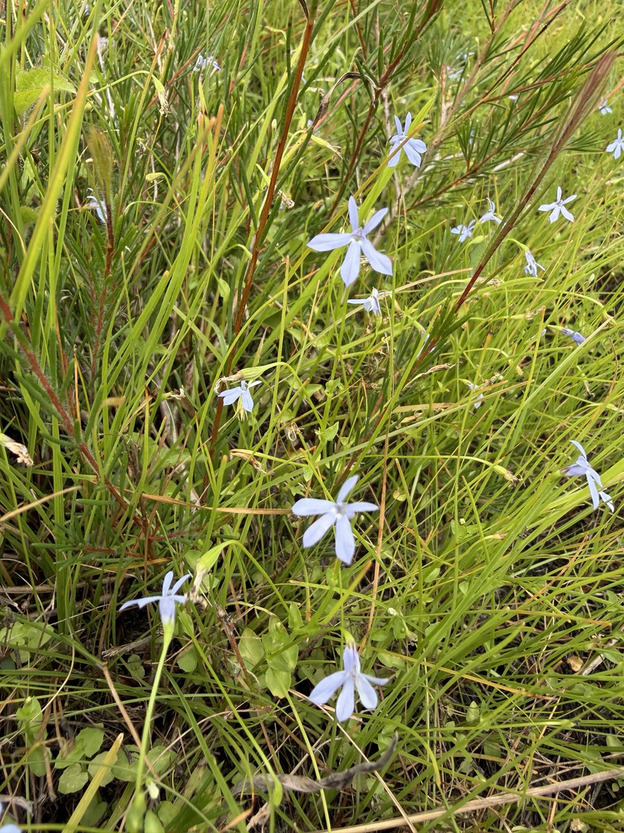 EcosureAU's tweet image. Last week our team spent time in the Wide Bay–Burnett region, where sandy soils and coastal conditions support a diverse range of native flora.
Photo credit: Denise Manfrin Benedicto 📸

#Ecosure #ImprovingEcosystems #NativeFlora