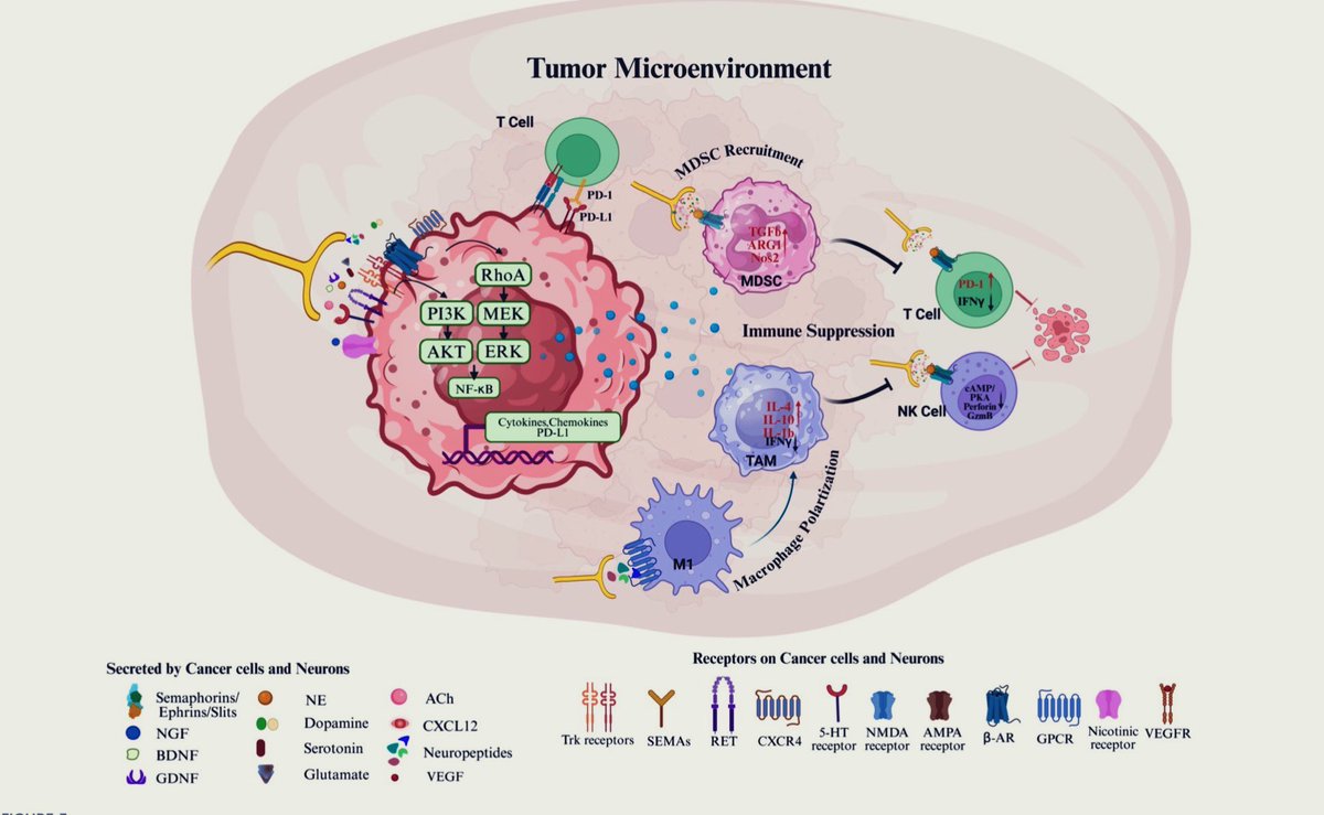 Fulya Koksalar Alkan tweet media