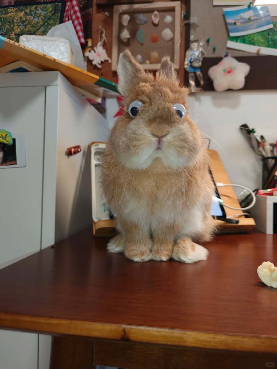 Stay Real Rabbit Post by Why you should have a rabbit on X: 😭