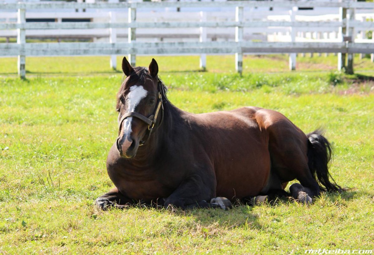 DiscussingUma tweet media