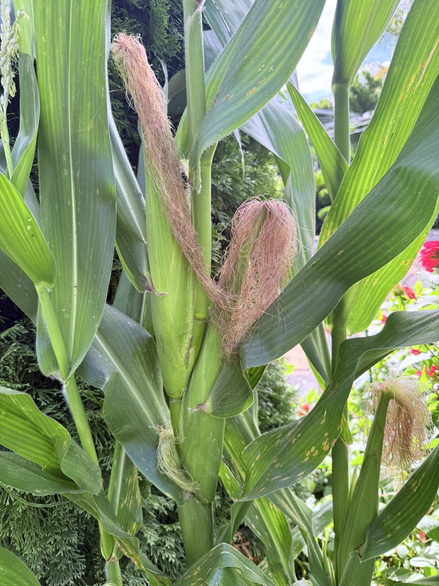 everleaf tweet media