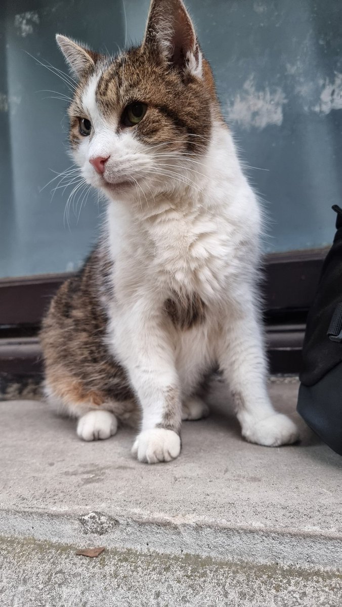BRAVATTIdalia's tweet photo. Do save the account that brought us such joy. We miss you, Larry! 🇬🇧🐱 #Number10Cat https://t.co/rizUEGQdfJ
