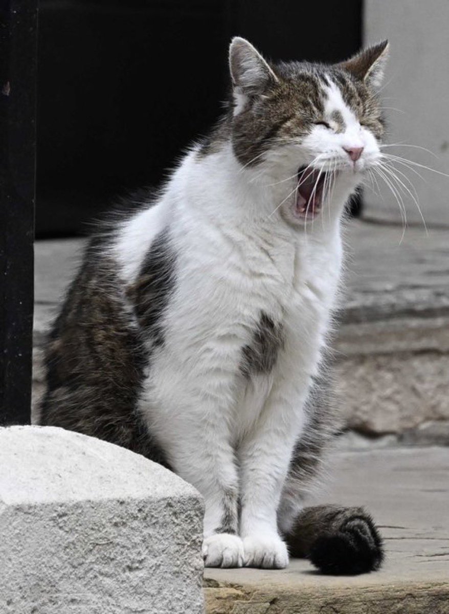 BRAVATTIdalia's tweet photo. Do save the account that brought us such joy. We miss you, Larry! 🇬🇧🐱 #Number10Cat https://t.co/rizUEGQdfJ