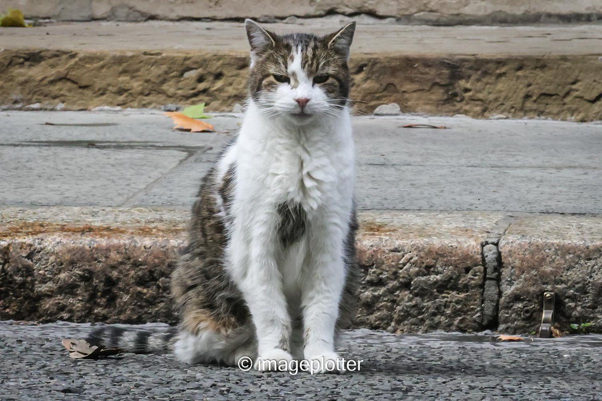BRAVATTIdalia's tweet photo. Do save the account that brought us such joy. We miss you, Larry! 🇬🇧🐱 #Number10Cat https://t.co/rizUEGQdfJ