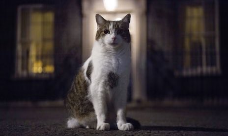 BRAVATTIdalia's tweet photo. Larry gave the best cuddles and left pawprints on our hearts. ๐ญ๐พ X #SaveLarry https://t.co/HQSRytflXL